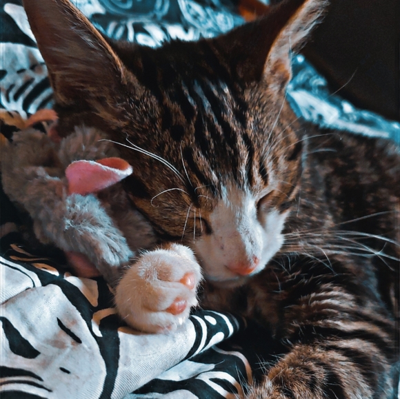 Meet your Posher, Brittany - Picture 3 of 3